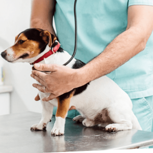 Bad Credit Pet Loans- How to Pay for Emergency Vet Bills When Your Credit Score Is Low