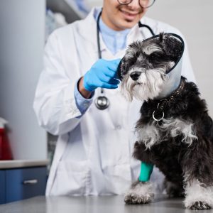 Best Dog Insurance for Senior Dogs in 2026- A Complete Guide for Older Pet Parents