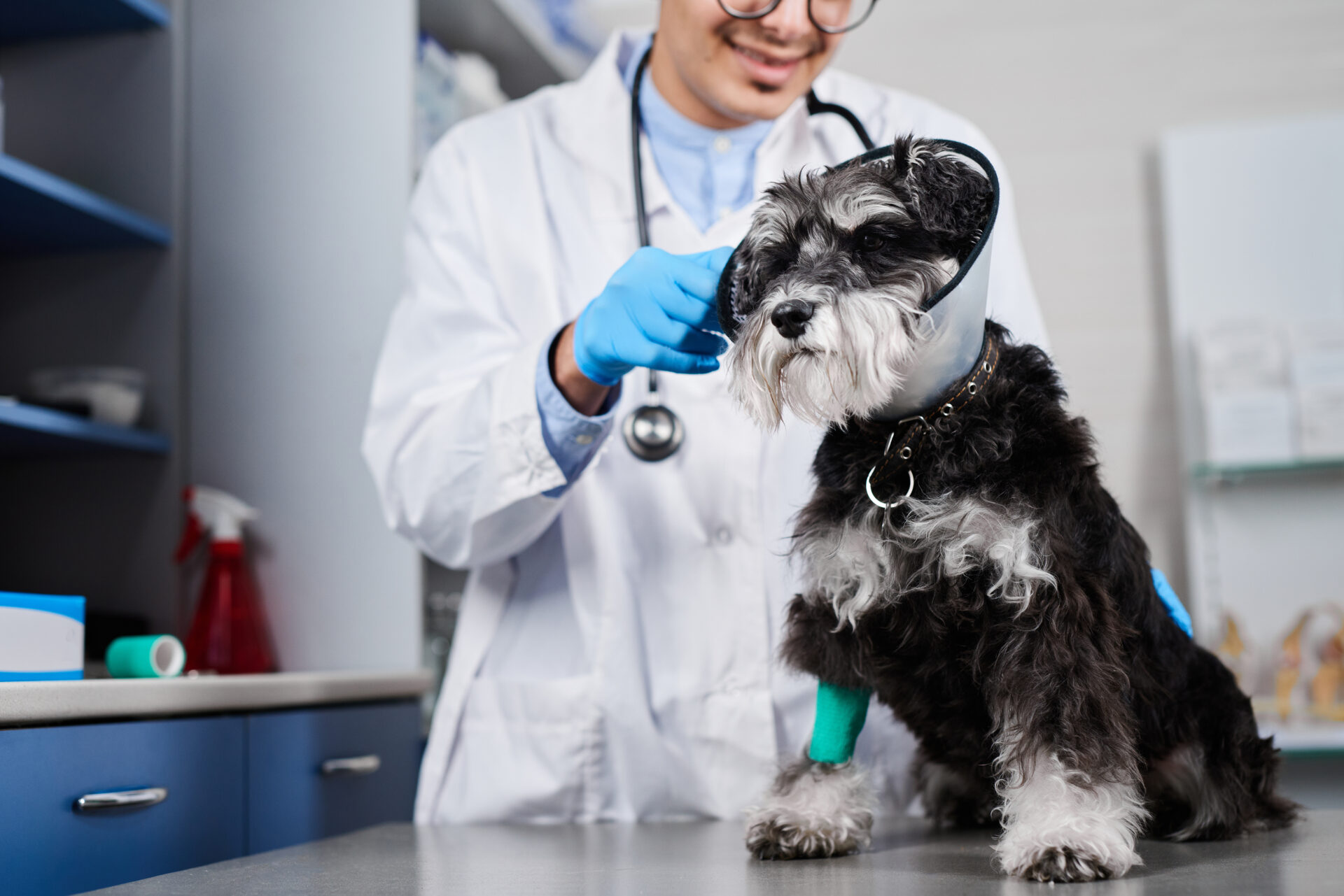 Best Dog Insurance for Senior Dogs in 2026- A Complete Guide for Older Pet Parents