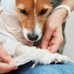 Dog Surgery Loan- How to Finance Your Pet's Operation Without Breaking the Bank