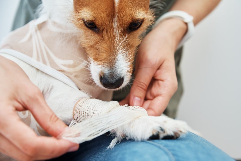 Dog Surgery Loan- How to Finance Your Pet's Operation Without Breaking the Bank